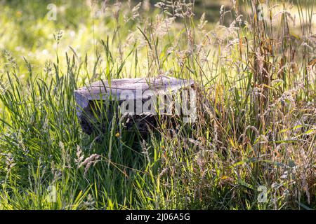 cut tree stump in growing field of grasses in springtime Stock Photo