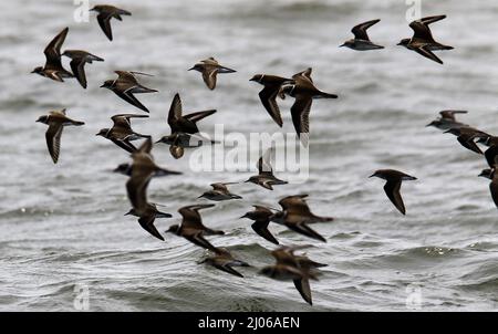 Tucacas, Falcon, Venezuela. 13th Mar, 2022. March 13, 2022, They travel during the day, eating while flying. They can feed their young while in flight. They can travel at least 600 miles in one day that means they can travel from Seattle to Spokane in one day. Swallows travel in groups. Seen in Tucacas, Falcon State. Venezuela. Photo: Juan Carlos Hernandez (Credit Image: © Juan Carlos Hernandez/ZUMA Press Wire) Stock Photo