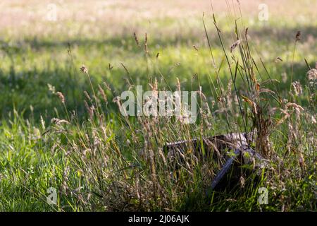 bright sun shining through tall grass at a park Stock Photo