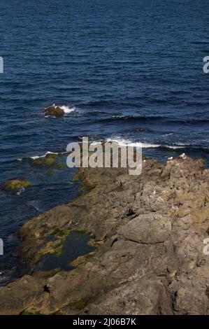 Seagulls Resting on Mossy Rocks Stock Photo