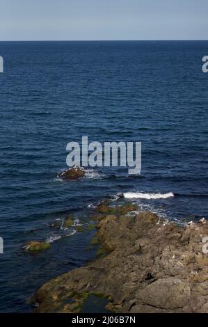 Seagulls Resting on Mossy Rocks Stock Photo