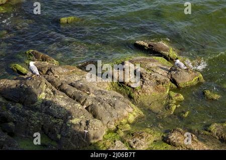 Seagulls Resting on Mossy Rocks Stock Photo