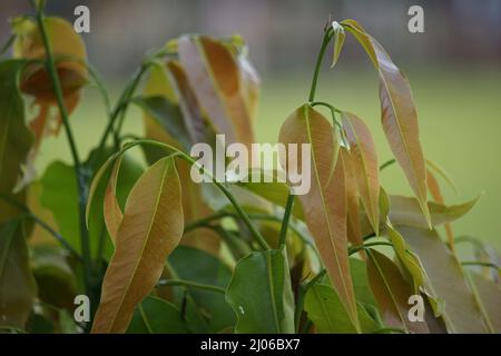 Polyalthia longifolia (glodokan, glodogan tiang ) with a natural background. This evergreen tree is known to grow over 20 m Stock Photo