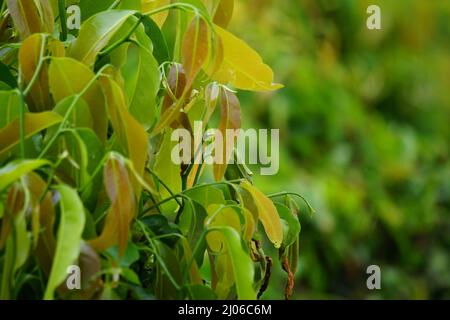 Polyalthia longifolia (glodokan, glodogan tiang ) with a natural background. This evergreen tree is known to grow over 20 m Stock Photo