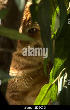 Tabby cat looking out through green leaves and branch Stock Photo