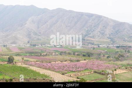 Peach orchards blossom in spring Stock Photo