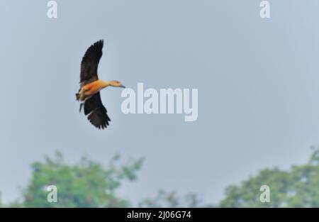 Blurred image of bird, lesser whistling duck -Dendrocygna javanica, also known as Indian whistling duck or lesser whistling teal, species of whistling Stock Photo