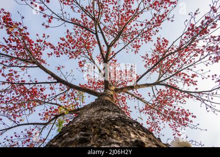 low angle view gold color blooming Bombax ceiba or red cotton tree in a morning Stock Photo