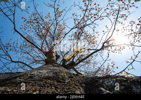 low angle view gold color blooming Bombax ceiba or red cotton tree Stock Photo