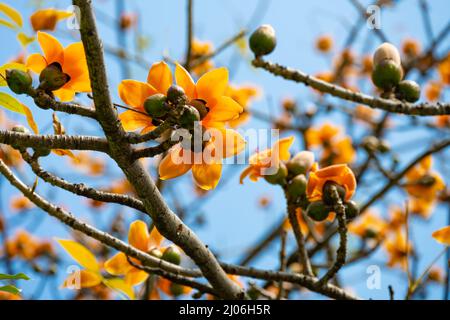 gold color of blooming Bombax ceiba or red cotton Stock Photo