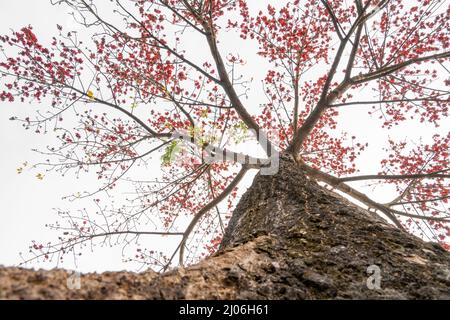 low angle view gold color blooming Bombax ceiba or red cotton tree in a morning Stock Photo