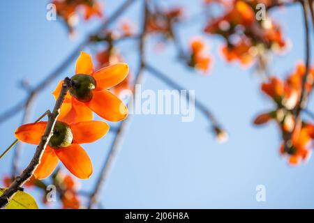 gold color of blooming Bombax ceiba or red cotton in the morning Stock Photo