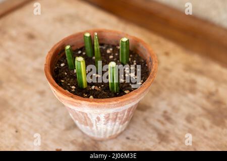 Variegated sansevieria cylindrica straight snake Plant propagation from  stem cuttings Stock Photo - Alamy