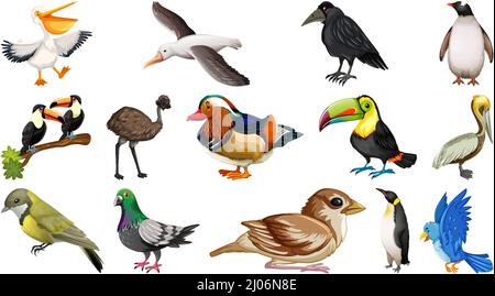 Different kinds of wild birds illustration Stock Vector Image & Art - Alamy
