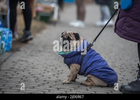Cute pug of Ukrainian refugees in Medykap, Poland Stock Photo