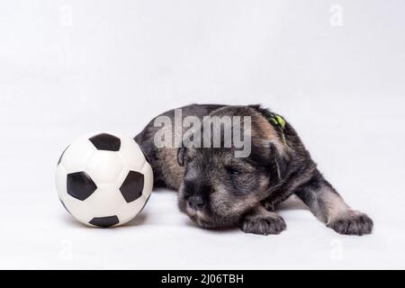A small newborn puppy lies on a white blanket and looks at a toy soccer ball. Small black miniature schnauzer puppy, close-up. Pet care. Young footbal Stock Photo