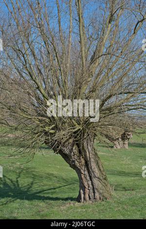 common osier (salix viminalis),traditional tree in Rhineland,Germany Stock Photo