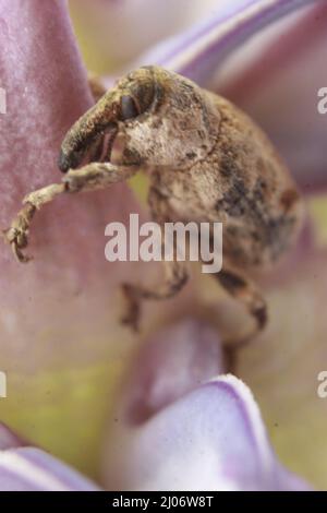 Macro closeup of a Weevil (Lixus concavus) on a pink crown flower, Odisha, Bhadrak Stock Photo