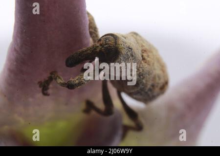 Macro closeup of a beetle, Lixus vilis, pink crown flower, Odisha, Bhadrak Stock Photo