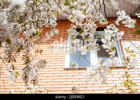 Cherry tree with white blossoms in front of the window of the orange bricks house in early spring Stock Photo