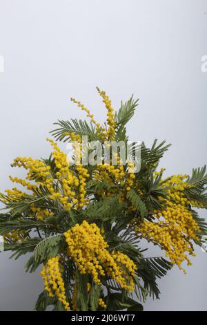Bouquet of yellow mimosa. On a white background. Stock Photo