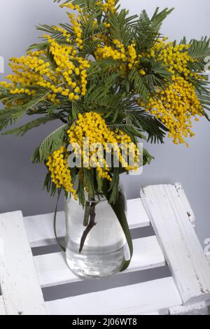 Mimosa hi-res stock photography and images - Alamy