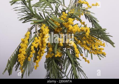 Mimosa hi-res stock photography and images - Alamy