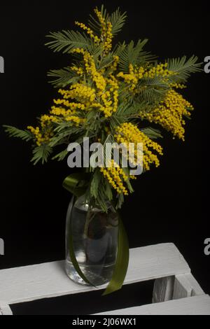 Bouquet of yellow mimosa in a decanter. It is on a white box. On a black background. Stock Photo