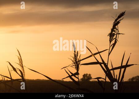 The sun going down behind these reeds in a Cambridgeshire fenland shows up the shadows of the seed heads Stock Photo