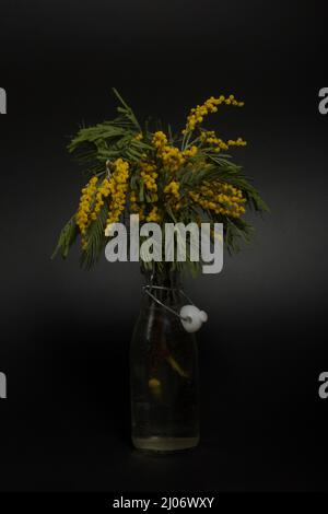 Mimosa hi-res stock photography and images - Alamy