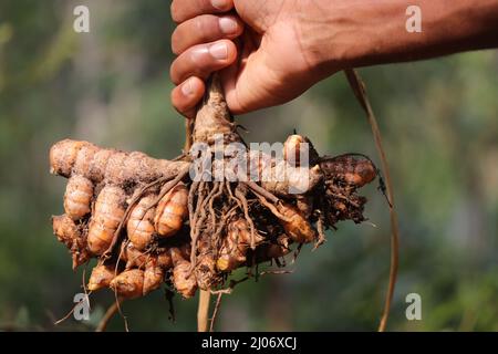 Fresh turmeric which is pulled out from the ground along with its plant held in hand on a nature background Stock Photo