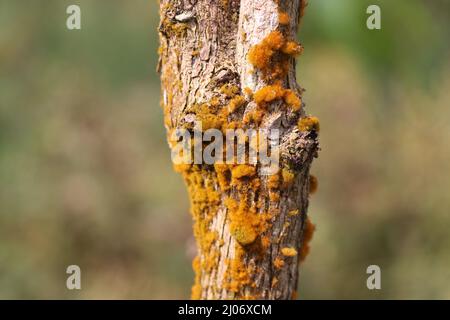 Yellow moss has grown on the stem of coffee plants on a nature background Stock Photo