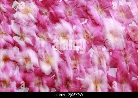 pink fresh rose petals arranged in a background. Blurred Stock Photo