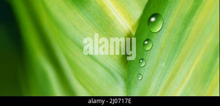Nature zoomed in. Leaf and water drops.  Stock Photo