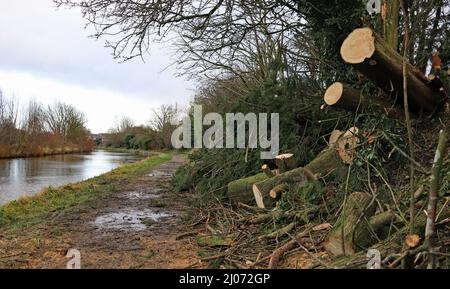 Cw 7908 Fallen tree removed from L and L at Bagganley Bridge 24.2.2022  In one week three named storm’s “Dudley” “Eunice” and “Franklin” blew across t Stock Photo