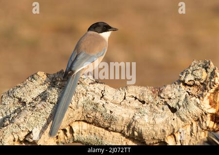 Azure-winged magpie in an area of Mediterranean scrub and forest in its territory with the first light of day