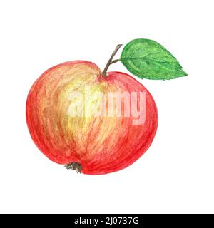 Apple red-yellow watercolor pencil hand drawn, isolated. Vector illustration Stock Vector