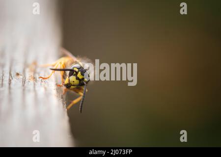 The German wasp (Vespula germanica) stops on a fence to collect wood for building its' nest in a Suffolk reserve Stock Photo