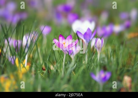 Blooming purple crocus spring flower on blurry grass background during early spring Stock Photo