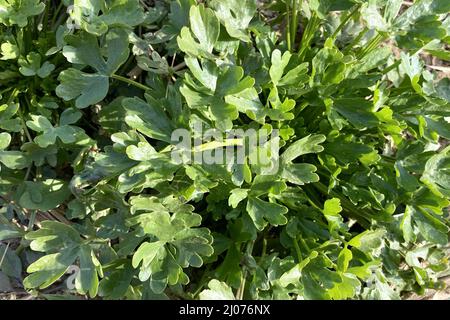 Lush green leaves of Ranunculus sceleratus (Celery-leaved buttercup, cursed buttercup) plant Stock Photo