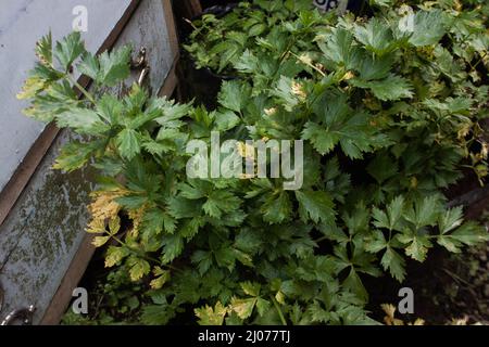 celery leaves that start to turn yellow in the rainy season Stock Photo