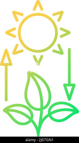 Photosynthesis icon with plant and sun, vector thin line illustration ...