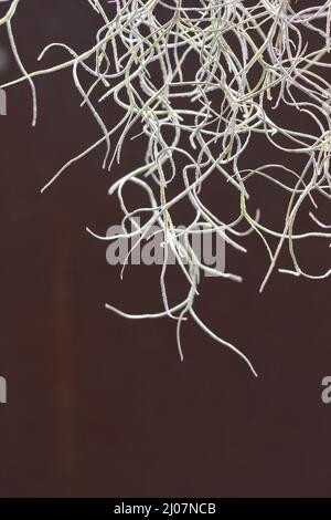 Beautiful strings of Spanish moss hanging down from above. Stock Photo
