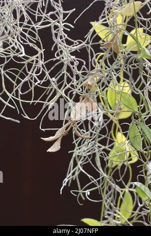 Beautiful strings of Spanish moss hanging down from above. Stock Photo