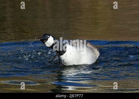 Honley, Holmfirth, UK. 17 March 2022. Canada Geese enjoy a good bath in the spring sunshine. You can often find them bathing more at this time of year prior to the mating season starting. Credit: RASQ Photography/Alamy. Stock Photo