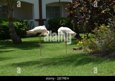 Two greater Flamingos sleeping by standing on one leg Stock Photo