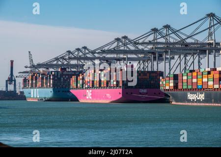 The seaport of Rotterdam, Maasvlakte, Hutchinson ECT Delta Terminal, Container Terminal, in the Amazonehaven Container freighters of the shipping comp Stock Photo