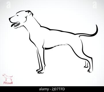 Vector image of pitbull dog on white background.  Easy editable layered vector illustration. Stock Vector