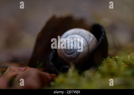 Close up snail shall in mushroom on green moss Stock Photo