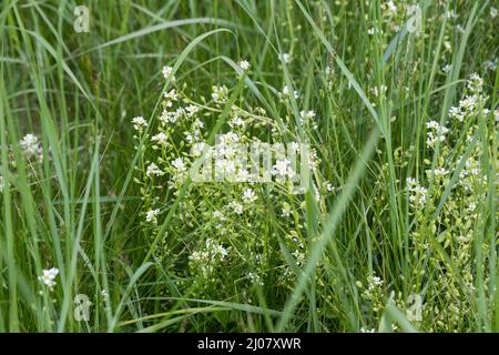 Echtes Löffelkraut, Gewöhnliches Löffelkraut, Löffelkraut, Cochlearia officinalis, Common Scurvy Grass, Common Scurvygrass, Scurvygrass, Scurvy Grass, Stock Photo